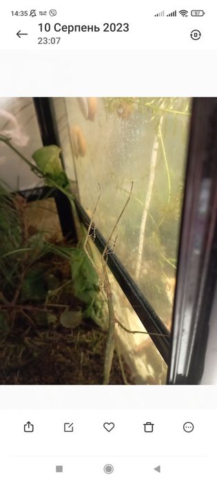 Палочники анамський