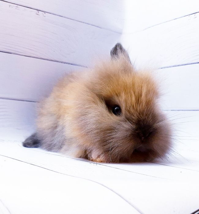 Карликовые миниатюрные декорат.торчеухие и вислоухие мини кролики