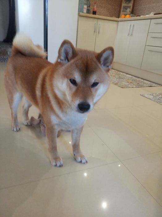 (Можно без денег )Мальчик сиба ищит пару без обязательств документы в