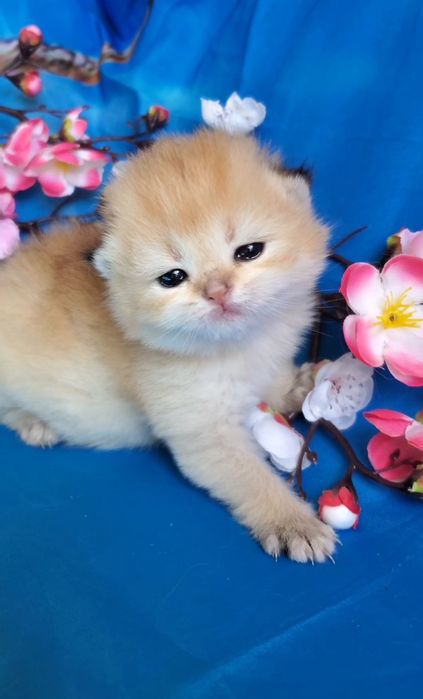 Ручные милашки, котята золотая шиншилла