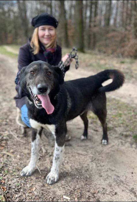 Zabierz Kumpla ze schroniska - wesoły, oddany, mądry - pokochaj
