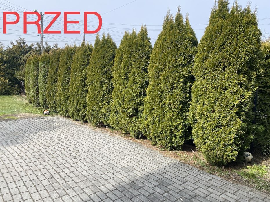 Wycinka drzew | Pielęgnacja drzew i ogrodów | Arborysta
