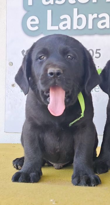 Labrador retriever Cachorro com pedigre