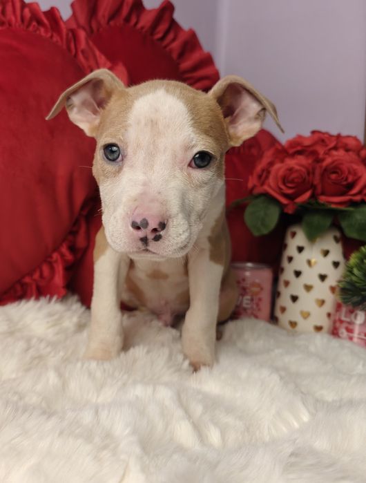 Kochany piesek Amstaff!