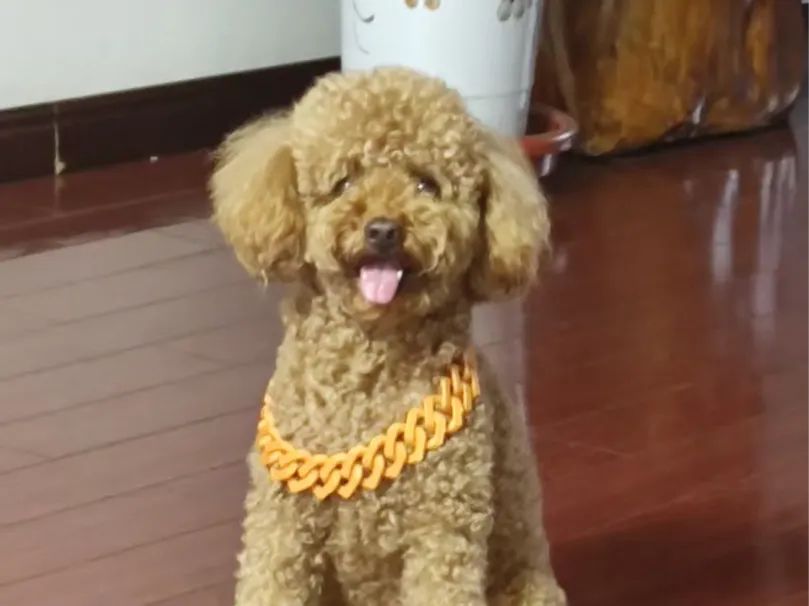 Corrente Dourada para Cão