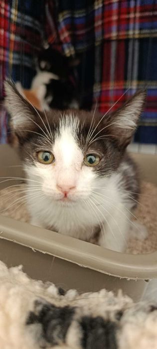 Gatinhos para adoção