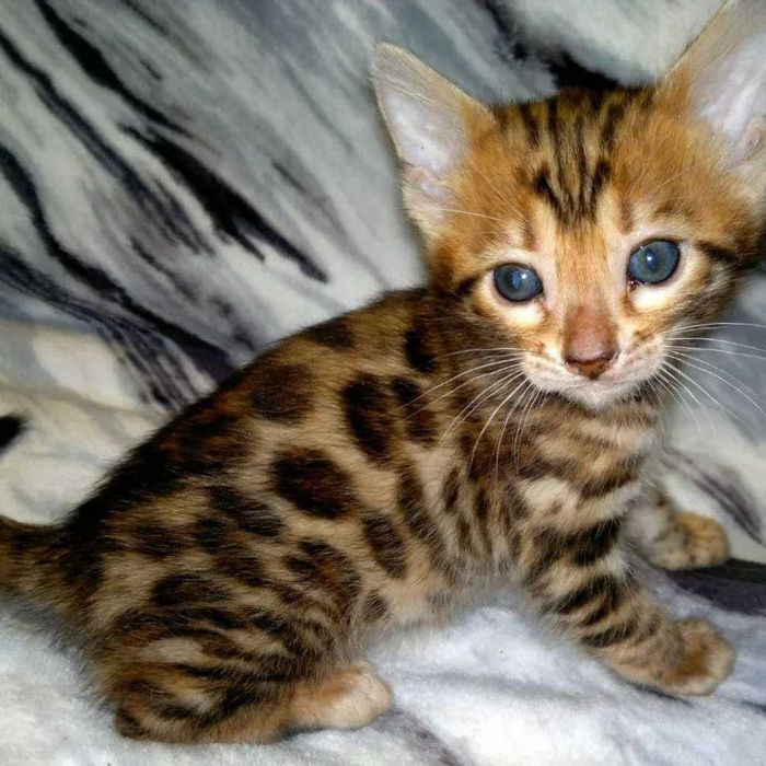 Шикарні бенгальські кошенятка. Всі BENn24 розетка на золоті