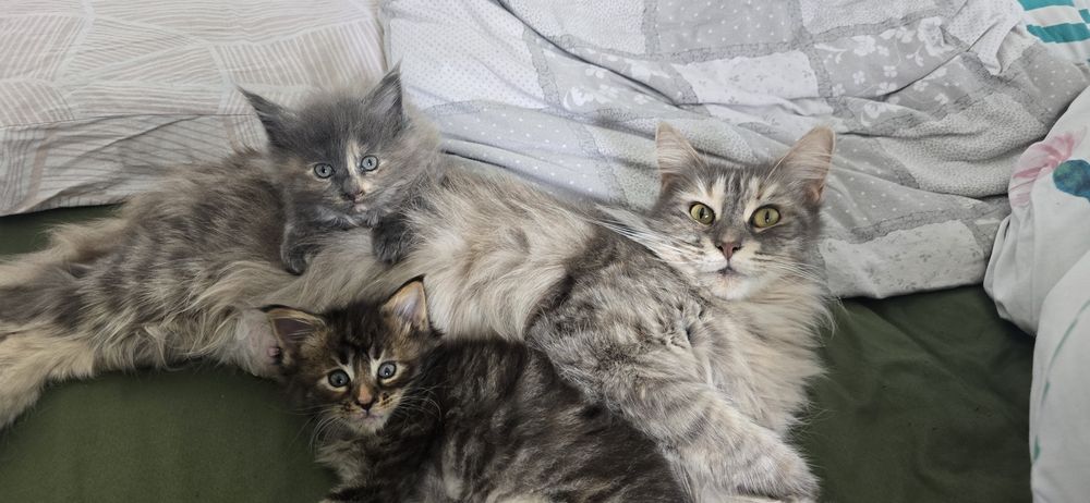 Kotka maine coon