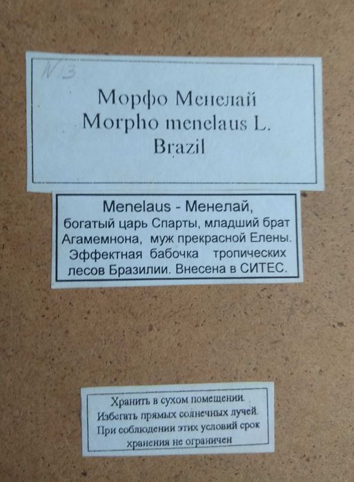 Метелики в рамці