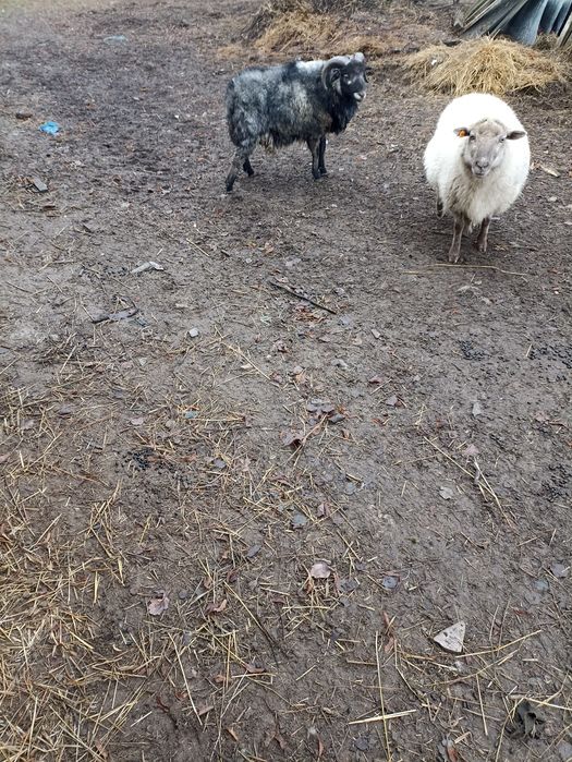 Zamienię tryka barana