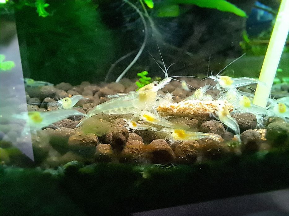 Krewetki white pearl - neocaridina - odbiór osobisty