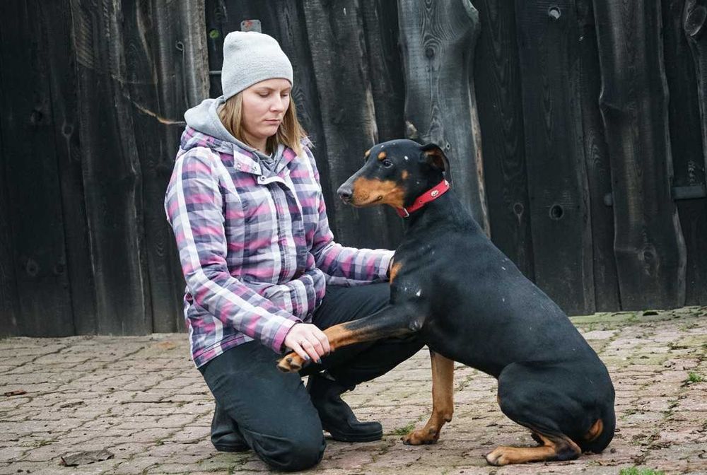 REGON - piękny pies w typie doberman