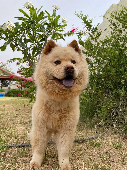 Wymagająca Bella w typie chow chow,  pies jednego człowieka