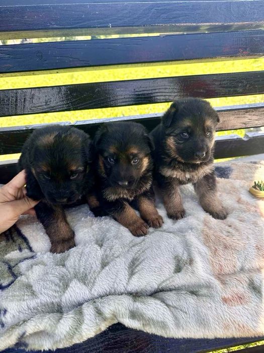 Чистокровні німецькі вівчарки