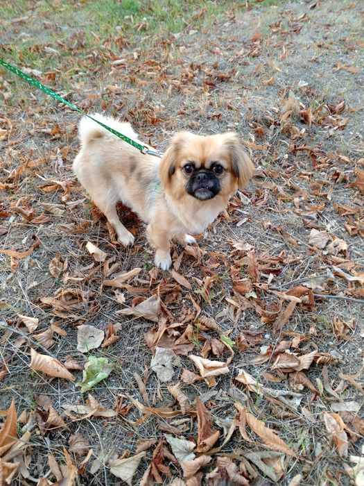 Пекинес невеста ищет парня