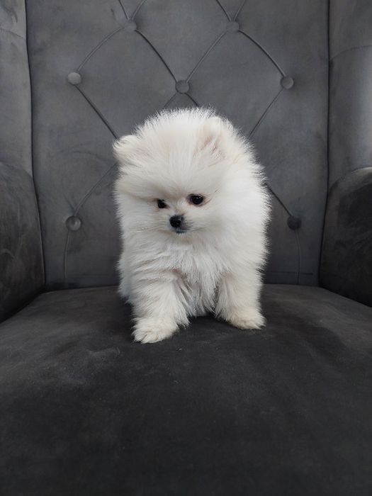 OSTATNI Szpic Miniaturowy Piesek