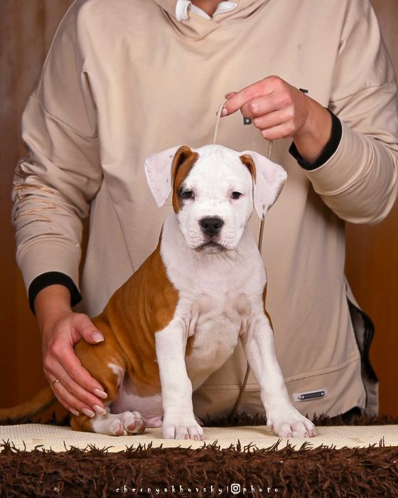 Щенки Амстафф КСУ-FCI № 1 в Украине