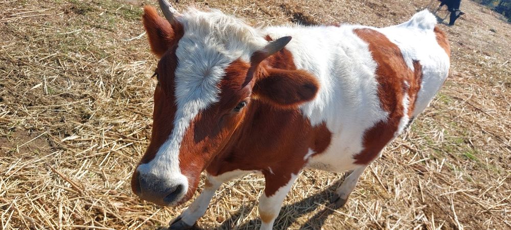 Продам молодое стадо тельных коров и тёлок.