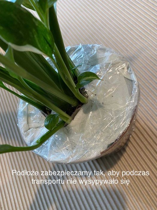 Hoya Rundumensis Splash Hoja 6 cm doniczka
