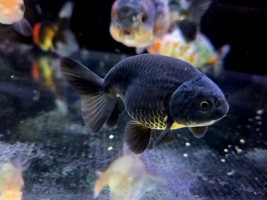 Welonka ranchu black