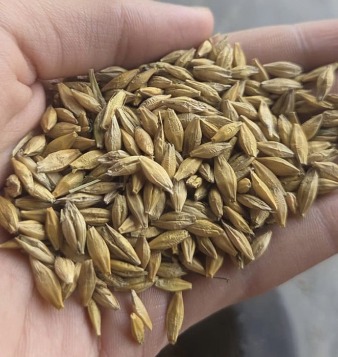 Sprzedam jeczmien jary