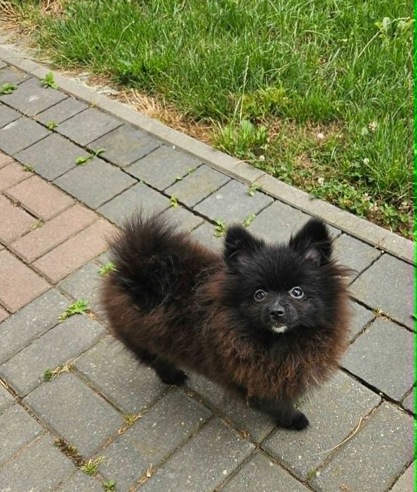 Szpic miniaturowy suczka