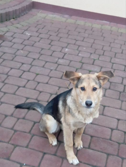 Віддам молоду  собачку безкоштовно