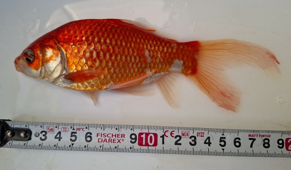 Cometas Goldfish Sarasa XL Para Lago ou Aquário grande
