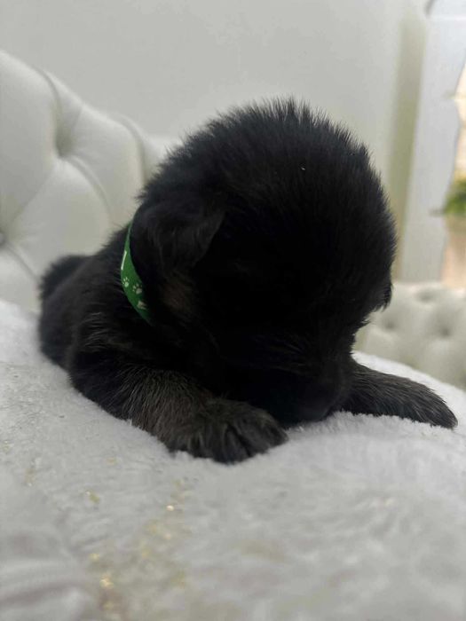 Owczarek Niemiecki, Długowłosy Piesek FCI, ZKwP. Do odbioru