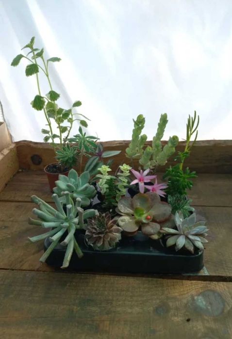 Lote 12 plantas + 1 oferta