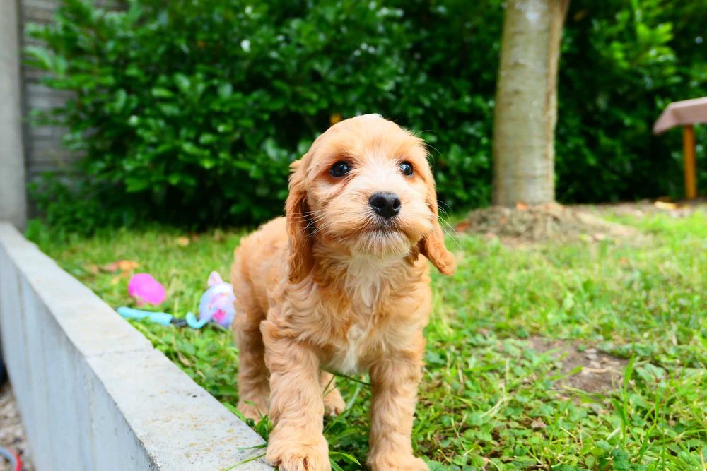 Cockapoo- Piękna zdrowa suczka- Badania Genetyczne!