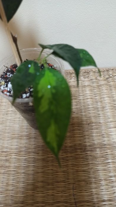 Продам черенок фикуса Бенджамина Денилайт