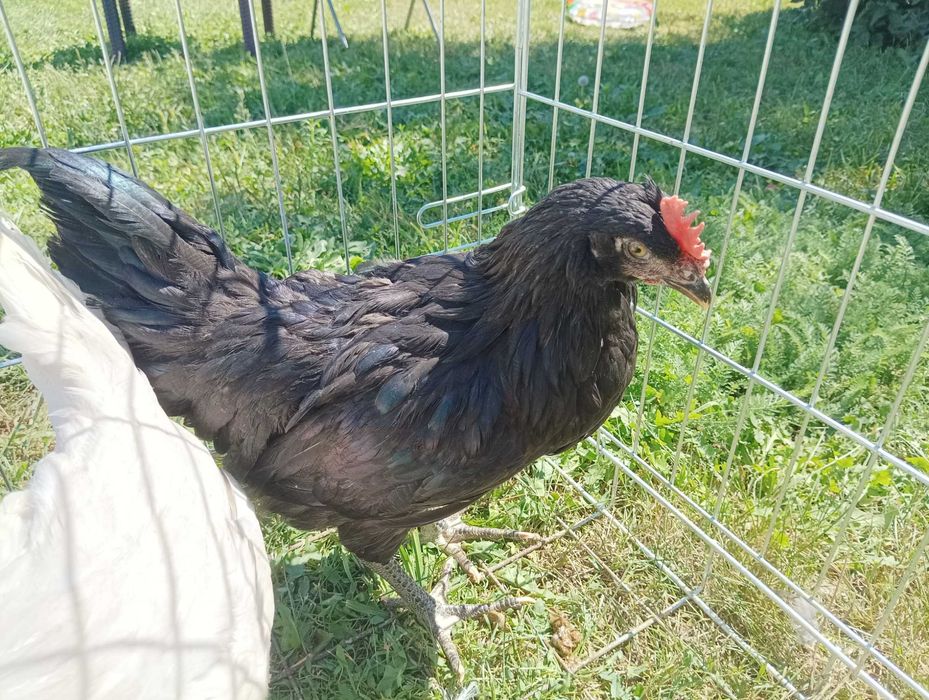 Koguty młode 3 miesięczne , brak kurek