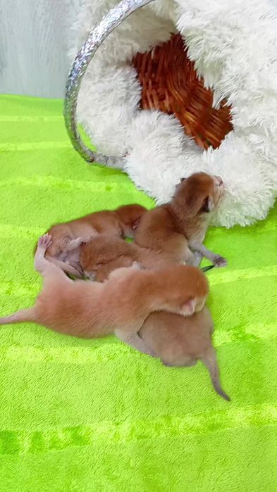 Висловухие и прямоухие котята золотые шиншиллы