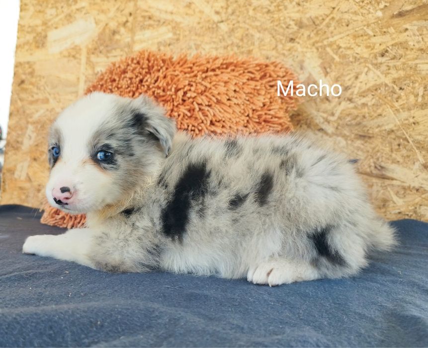 Border  collie com lop