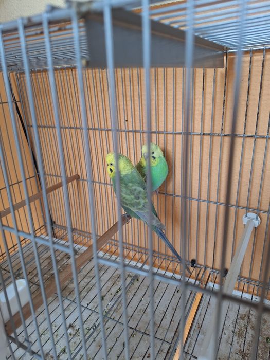 Piriquitos Australianos