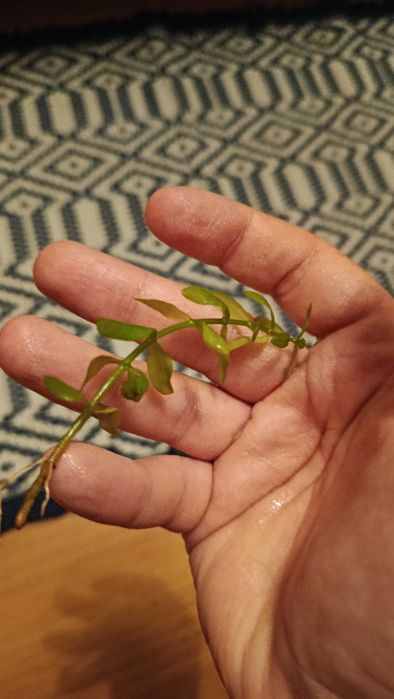 Plantas de Aquário