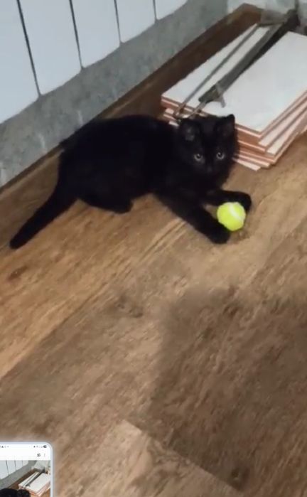 Отдам в добрые руки 1 кошечку