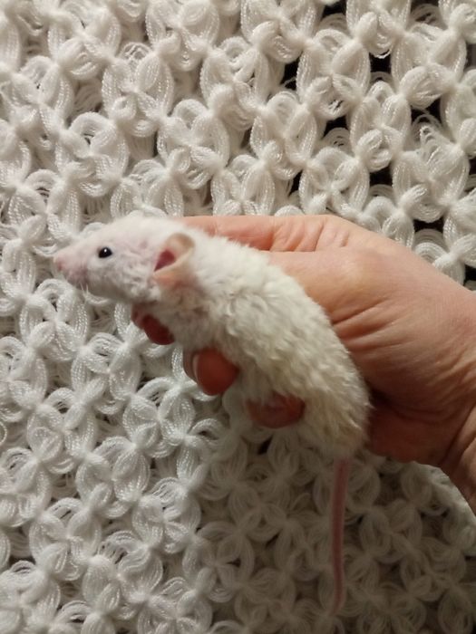 Крыски очень красивые Дамбо Рекс кучерявые крысята  Харьков крыса крис