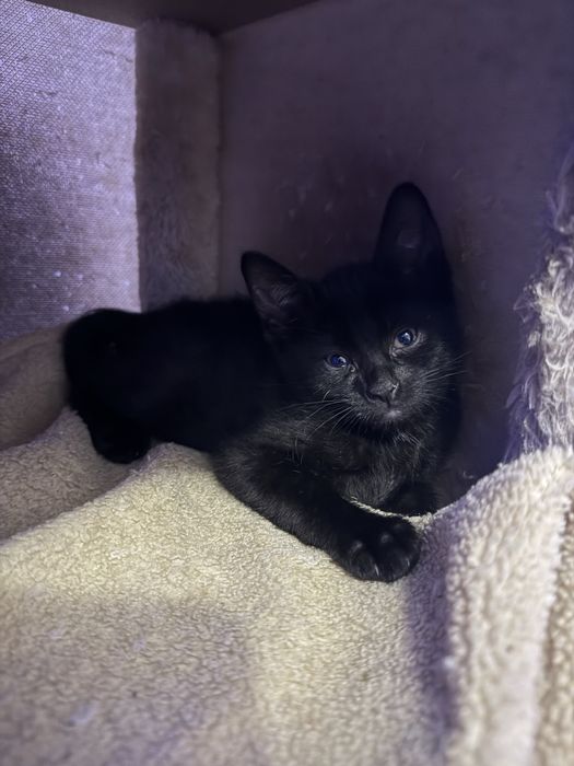 Віддам в добрі руки маленьких кошенят!!!