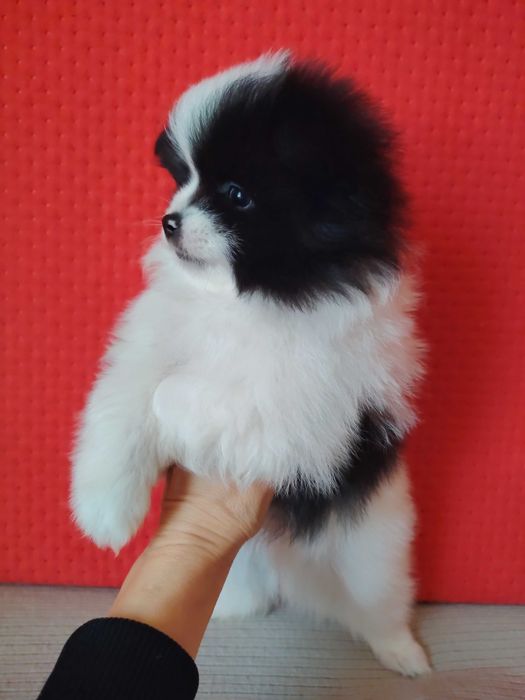 Piesek szpic miniaturowy