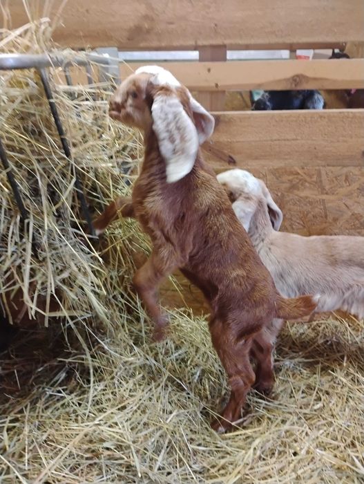 Piękna kózka anglonubijska
