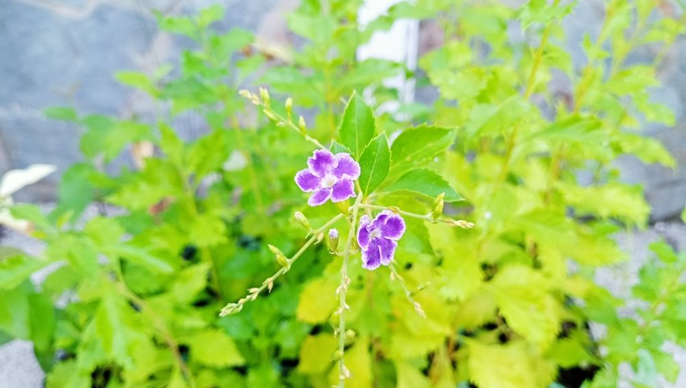Planta Duranta Erecta