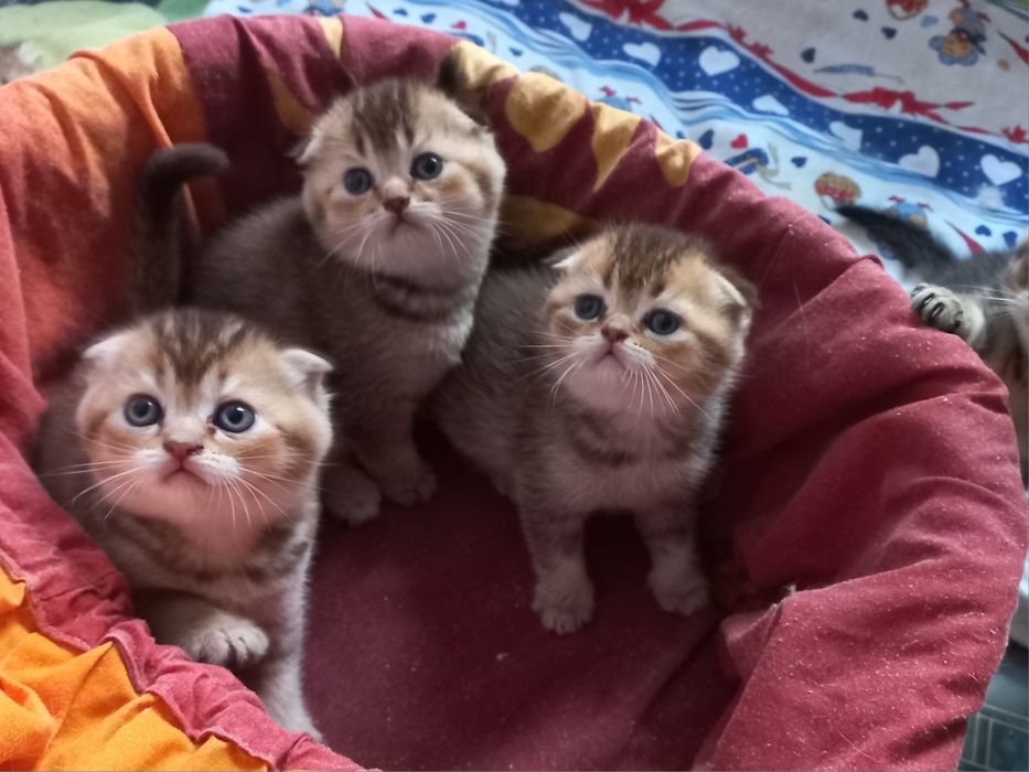 Вязка .Кот золотая шиншилла.