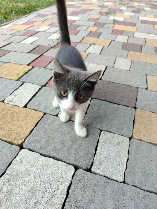 котика пухнастогоо