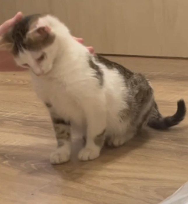 Привиті кошенята