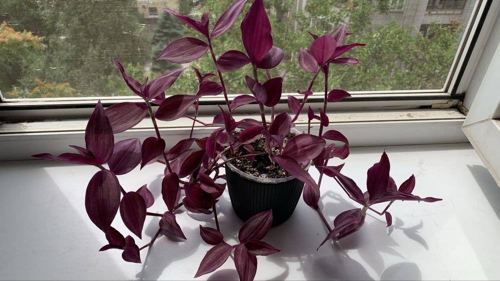 Традесканция комнатная