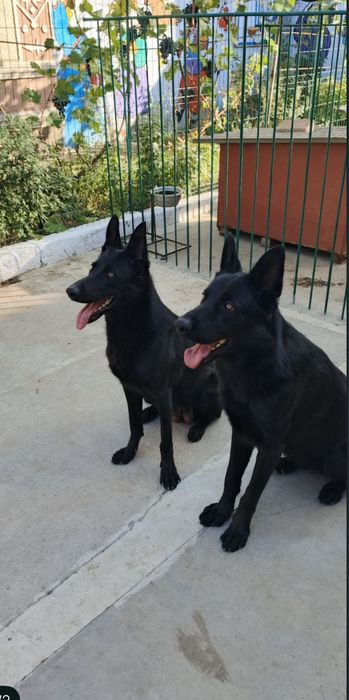 Безкоштовно віддам щенят,з доставкою на дім