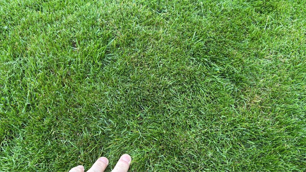 Aerator rurkowy wynajem tłokowy Weibang Camon wertykulator spalinowy