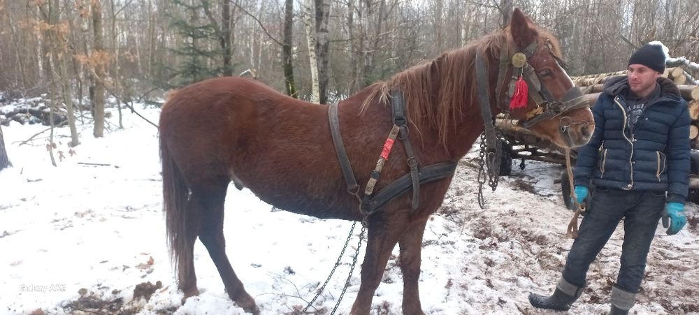 Продам коня 10-11 років